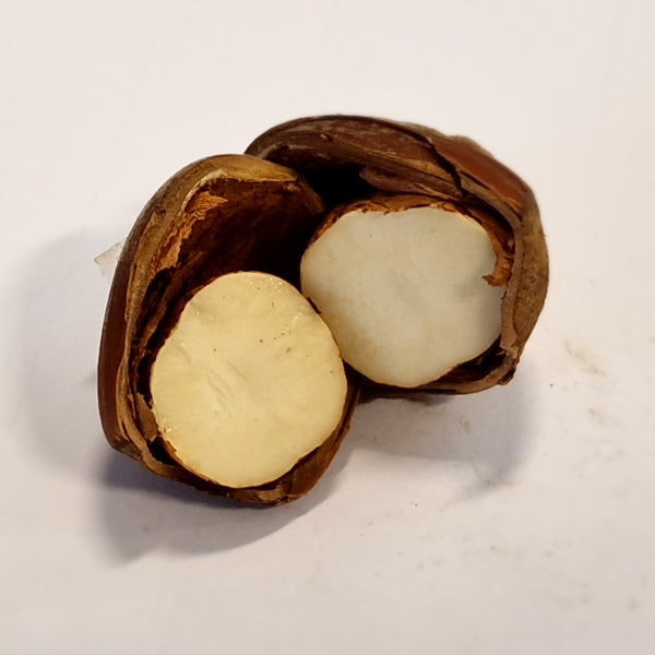 Buy Cobnuts In Shell 500g and 1kg bags HBS Natural Choice